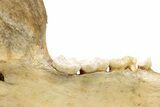 Fossil Cave Bear (Ursus spelaeus) Lower Jaw - Romania #240196-9